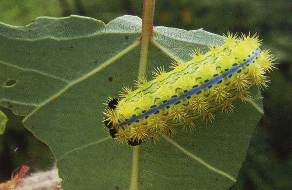 刺蛾幼虫 刺蛾幼虫