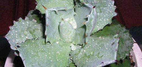 多肉植物白粉虱