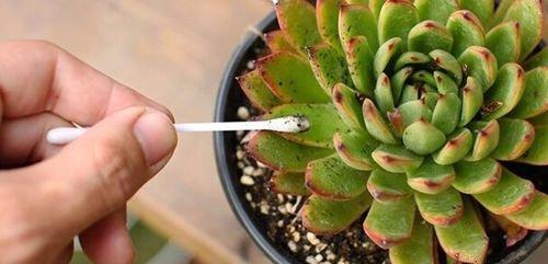 多肉植物蚜虫