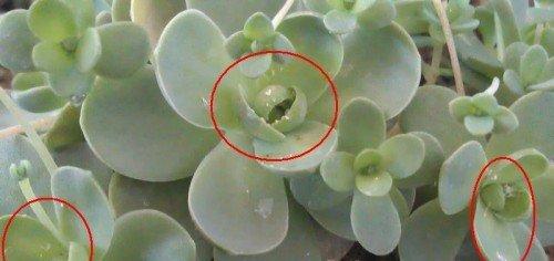 多肉植物介壳虫