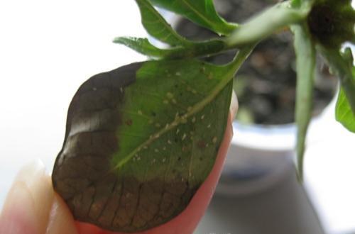 栀子花虫害-蚧壳虫