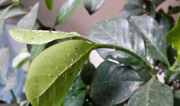 栀子花常见虫害及防治办法