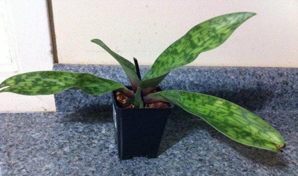 卡特兰的虫害防治方法