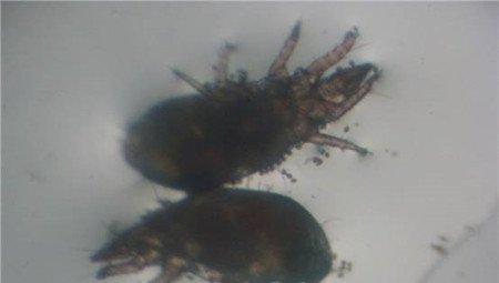 水仙花刺足根螨的图片