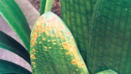 水仙花大褐斑病图片