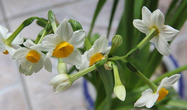 水仙花的虫害防治方法