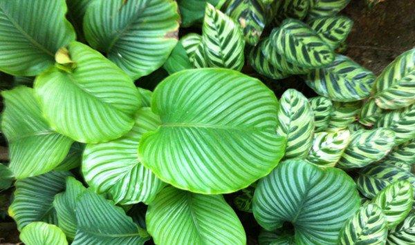 圆叶竹芋的虫害防治