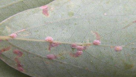 报春花长尾粉蚧