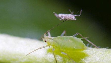 木槿所患蚜虫