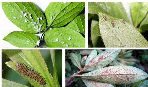 杜鹃花虫害及防治办法