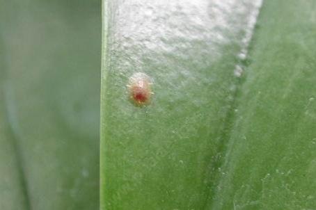 虎皮兰介壳虫
