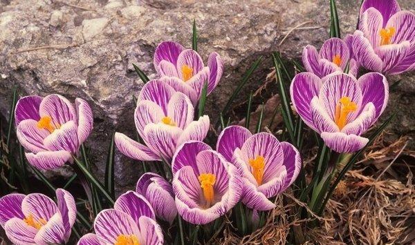 藏红花（番红花）常见虫害及防治方法