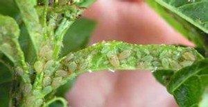 桃花蚜虫