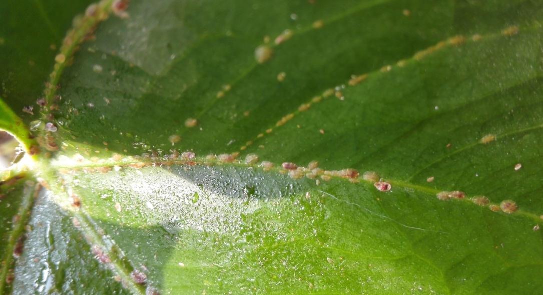 红掌虫害——红蜘蛛