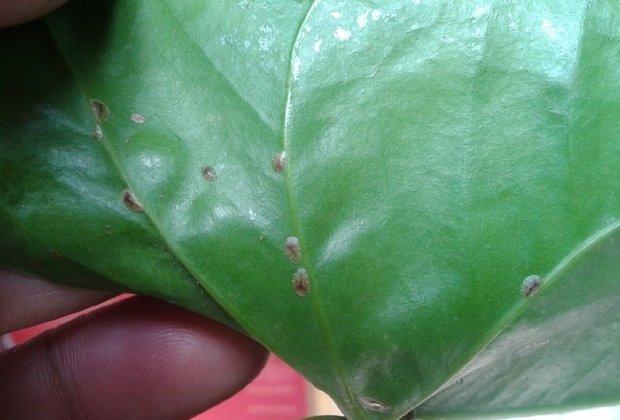 红掌虫害——蚧壳虫