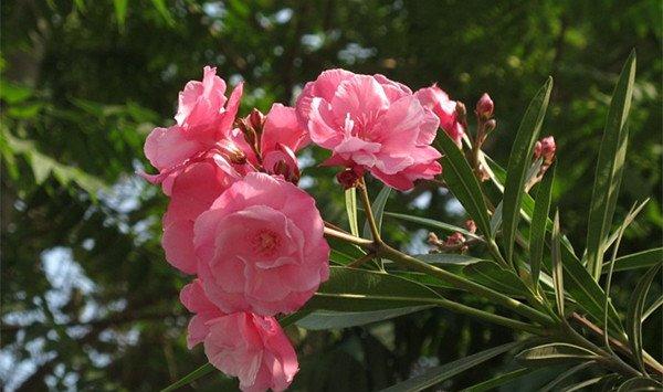 夹竹桃的虫害防治方法