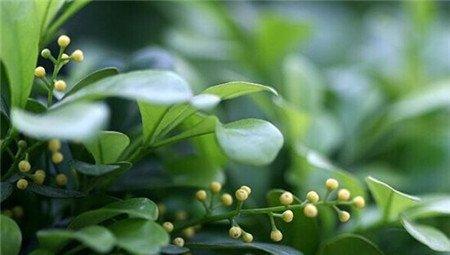 米兰花虫害:介壳虫 米兰花虫害:介壳虫