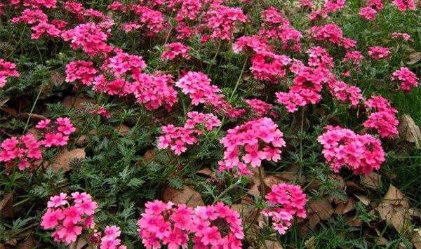 美女樱的虫害防治