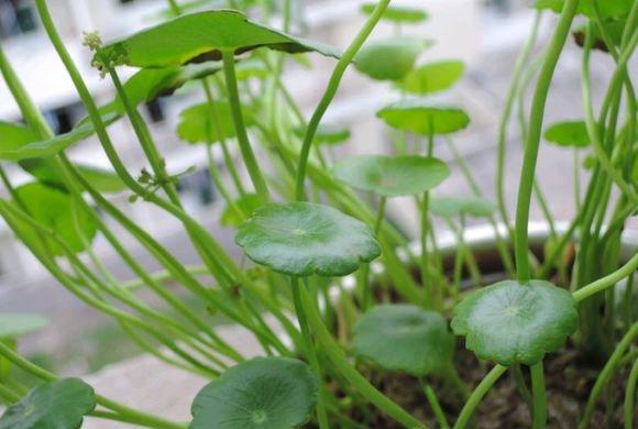 铜钱草虫害:红蜘蛛 铜钱草虫害:红蜘蛛