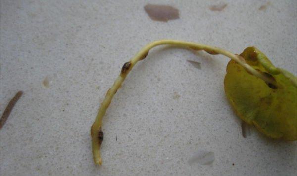 铜钱草虫害:褐软蚧 铜钱草虫害:褐软蚧