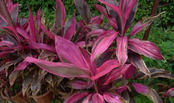 朱蕉的病虫害防治