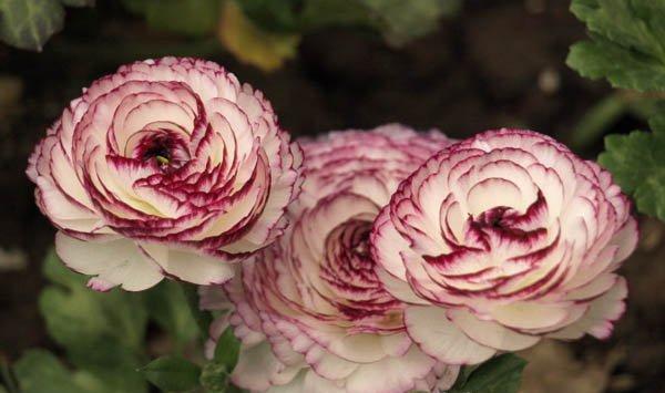 花毛茛的虫害防治方法