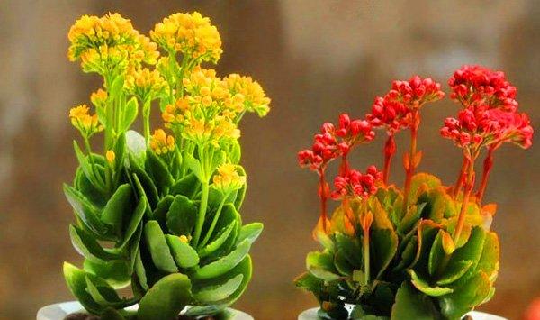 长寿花常见虫害防治方法