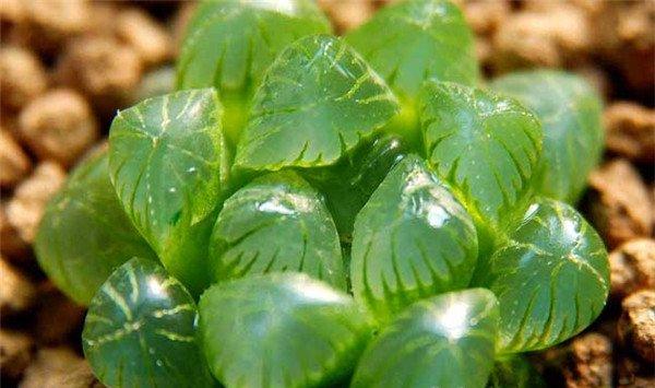 玉露虫害及防治方法