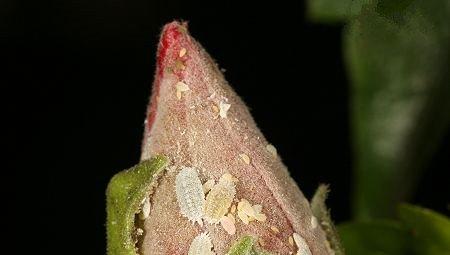 玉露常见虫害：介壳虫