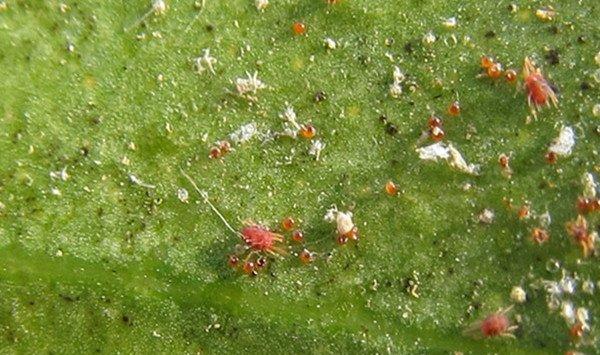 落花之舞虫害及防治方法