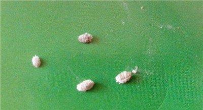 球兰虫害:螨类害虫 球兰虫害:螨类害虫
