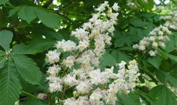 七叶树病虫害及防治方法