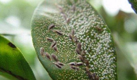 木兰蚧壳虫害