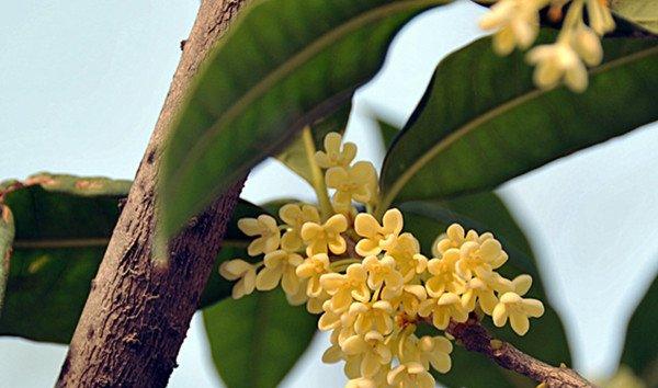 桂花的虫害防治