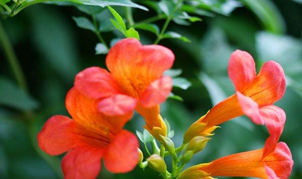 凌霄花虫害及防治方法