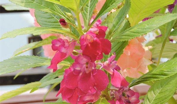 凤仙花常见虫害及防治方法