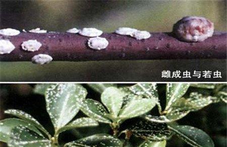 丁香虫害:蚧壳虫 丁香虫害:蚧壳虫