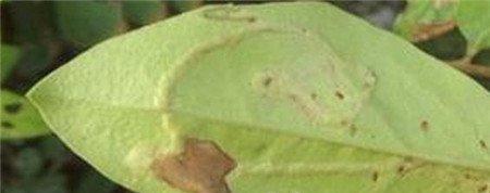 丁香虫害:潜叶跳甲 丁香虫害:潜叶跳甲