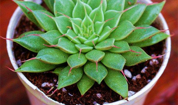 银星的虫害——根粉蚧