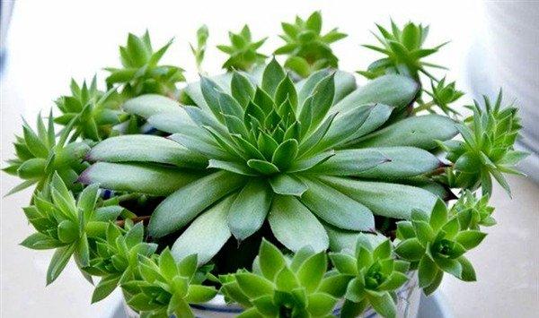 佛座莲的虫害及防治方法