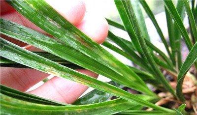 兰花常见虫害:红蜘蛛 兰花常见虫害:红蜘蛛
