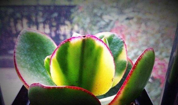 花月锦常见虫害及防治方法