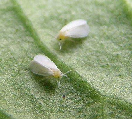 琉璃殿常见虫害:粉虱 琉璃殿常见虫害:粉虱