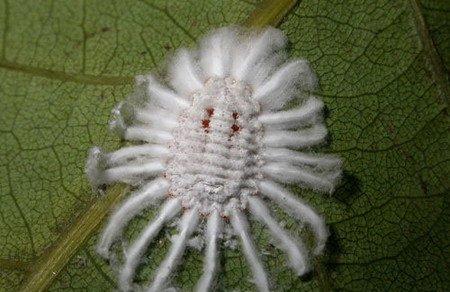 琉璃殿常见虫害:介壳虫 琉璃殿常见虫害:介壳虫