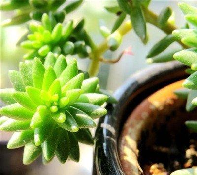 白花小松长虫子 白花小松长虫子