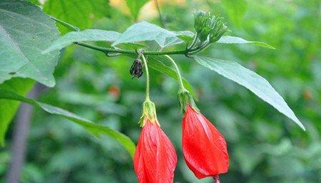 悬铃花的虫害 悬铃花的虫害