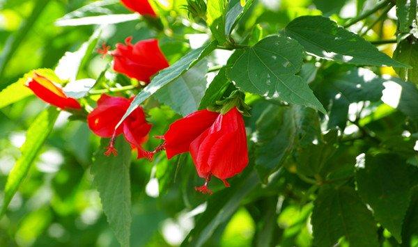 悬铃花的病虫害及其防治