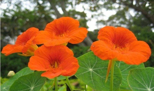 旱金莲常见虫害及防治方法
