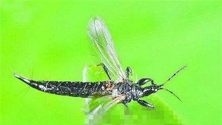 唐菖蒲虫害:蓟马 唐菖蒲虫害:蓟马