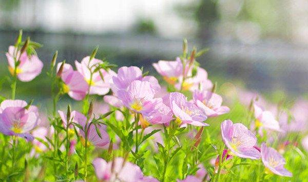 月见草的病虫害及防治方法